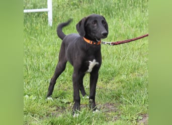 Polly Dot - Für-Immer-Familie gesucht