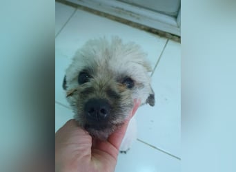 Paula - freundliche, aktive, katzenverträgliche Malteser Mix Hündin / Pflegestelle in Brakel