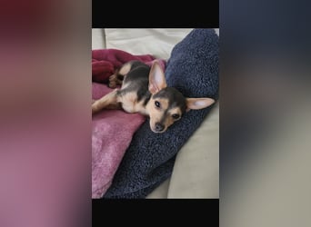 Kleiner süsser chiwawa mix