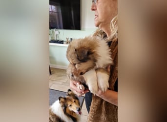 Colliewelpen englische Langhaar