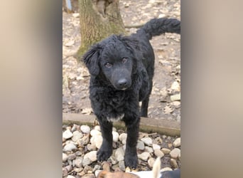 Verspielter TRUNTO - Traumbub mit dem Potential zum Herzenshund