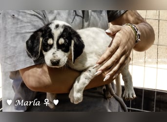 Millie, Marla, Mona und Monja (reserv.) suchen ab Mitte September ein Zuhause
