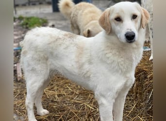 Nami, geb. ca. 12/2019, lebt in GRIECHENLAND, im städt. Tierheim Serres