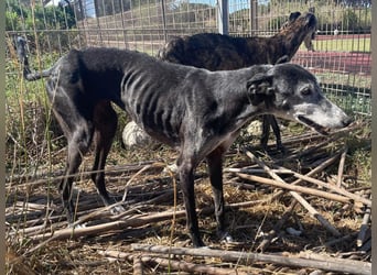Monja & Hope – zwei Herzenshunde suchen Ihr Zuhause