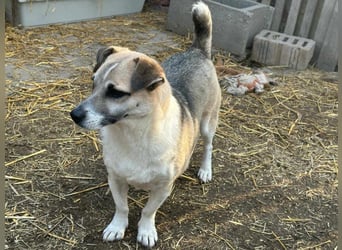 Izisz, geb. 05.01.2023, 42 cm, sucht ihre Familie