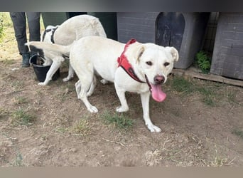 Jasmin- freundliche, menschenbezogene Labrador-Mix Hündin / zur Zeit noch in Rumänien