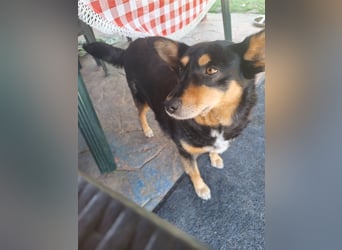 Süße Shiva sucht ihre Kuschelpartner
