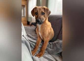 Herzensbrecher Bernie sucht sein Happy End (82515 Wolfratshausen)
