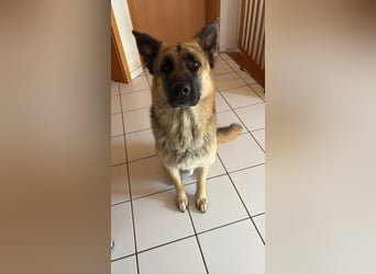 2 liebevolle Schäferhunde suchen ein zu Hause