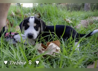 Danny,Debbie, Diddie, Donald und Devito suchen ein Zuhause