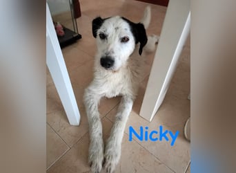 Nicky 01/2019 (ESP Pflegestelle) - braver, ausgeglichener und unglaublich lieber Bodeguero-Mix!