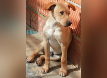 6 Hundebabys suchen ihr Glück