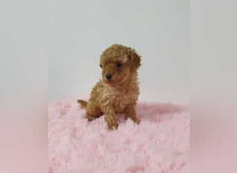 Toy Pudel Hündin in Apricot