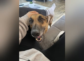 Schäferhundmix MADDOX sucht seine eigene Familie!