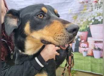 Anubis, fröhlicher Kerl sucht aktive Menschen