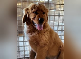 FELIX❤️ junger Chow-Chow-Retriever-Mix: freundlich, sozial und menschenbezogen