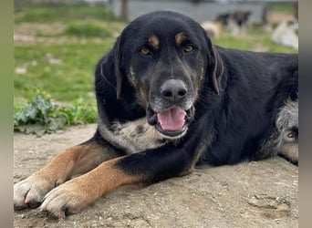Speedy, geb. ca. 04/2018, lebt in GRIECHENLAND, auf einem Gelände, auf dem die Hunde notdürftig vers