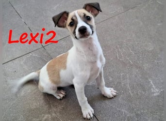 Lexi2 geb. 04/2025 (GRC) - verspielte, zuckersüße kleine Welpin!