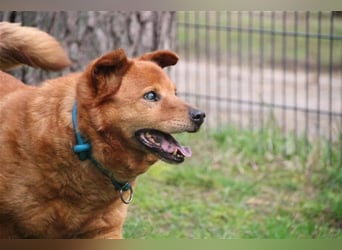 Ed, Chow Chow-Dackel Mix, geb. 2016, blinder, dicker Kuschelbär sucht seine Menschen