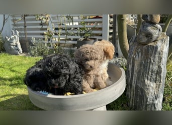 Toy Pudel Welpen - männlich & weiblich