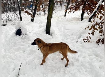 Bezaubernde Hundelady RONJA sucht liebevolle Familie
