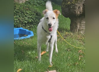 Lustiger Felix sucht ein aktives Zuhause