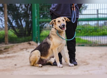 Honey,  Schäferhund-Mix, lieb und sozial