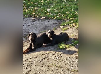 SSB Welpen,  Bracken Welpen