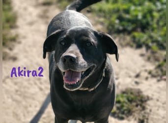 Akira2 04/2017 (ESP) - ausgeglichene, sehr liebevolle und soziale Labrador-Mix Hündin!