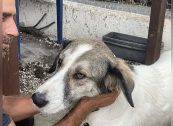 Ophelia - Eine Hündin so schön und klangvoll wie ihr Name