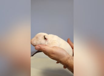 Miniatur Bullterrrier Welpe Hündin