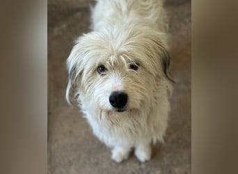 Fluffy, geb. ca. 11/2023, lebt in GRIECHENLAND, auf einer privaten Pflegestelle