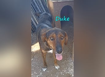 Duke 02/2021 (GRC) - dringend Pflegestelle oder Zuhause gesucht!