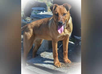 TILLY - sportliche, junge Hündin sucht Familie