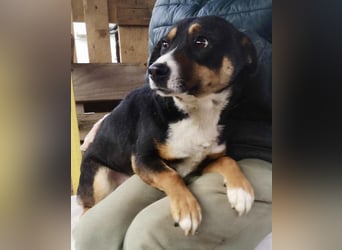 Franjo sucht warmes & liebevolles Zuhause