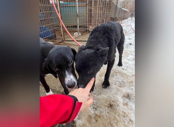 Freundlicher PANCHO ist ein liebevoller und allseits beliebter Traumhund