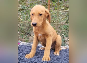 Kimbo ❤️ verspielter Labi-Bracke-Mix Bub