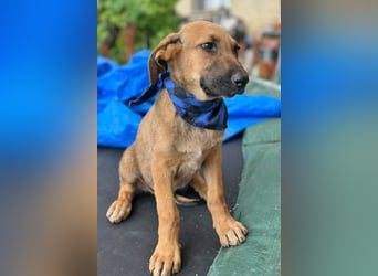 KOREL - bezauberndes Hundekind auf Familiensuche!