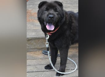 Moet freundlicher ,gemütlicher Chow-chow-Mix,ca 10 Jahre ,25 kg, sucht ein warmes Körbchen