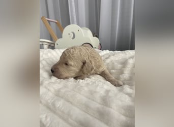 Goldendoodle F1bb Welpen -Liebevoll aufgezogen!