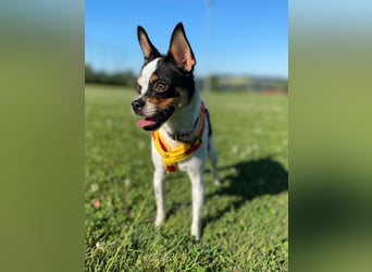 Luna sucht ihre Herzensmenschen