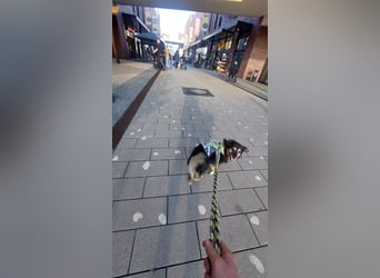 Wolfi - kleine coole Socke