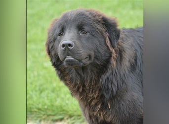 Arzu - Chow Chow Junghundrüde, geb. ca. 2022, sucht Freunde dieser Rasse