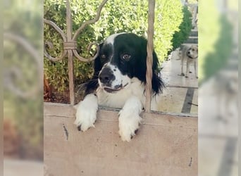 Lutz, ein aktiver, liebevoller Familienhund
