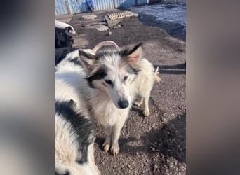 Aimee, RESERVIERT Husky-Collie Mix Lady ,  verjagt und sich selbst überlassen