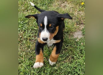 Appenzeller Sennenhunde, Welpen, Tri-Color Schwarz und Havanna Braun, 1 Hündin, ab Ende Mai