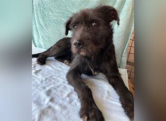 ❤️ RANDY mit den traurigen Augen - 1 Jahr, 45cm/15kg - Schnauzer-Mix