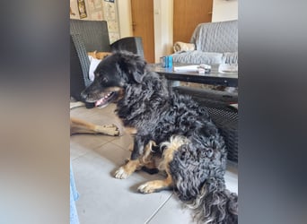 Hütehund/Schäferhund Mischling Jago