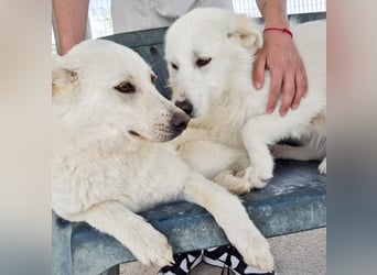 Milly und Mary - Weiße Engel auf 4 Pfoten ' bereit für ein neues Leben