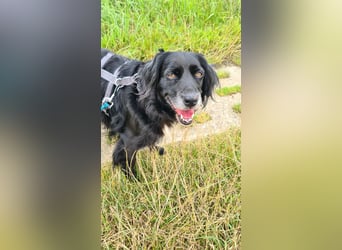 Amy - Ein bezauberndes Hundeherz